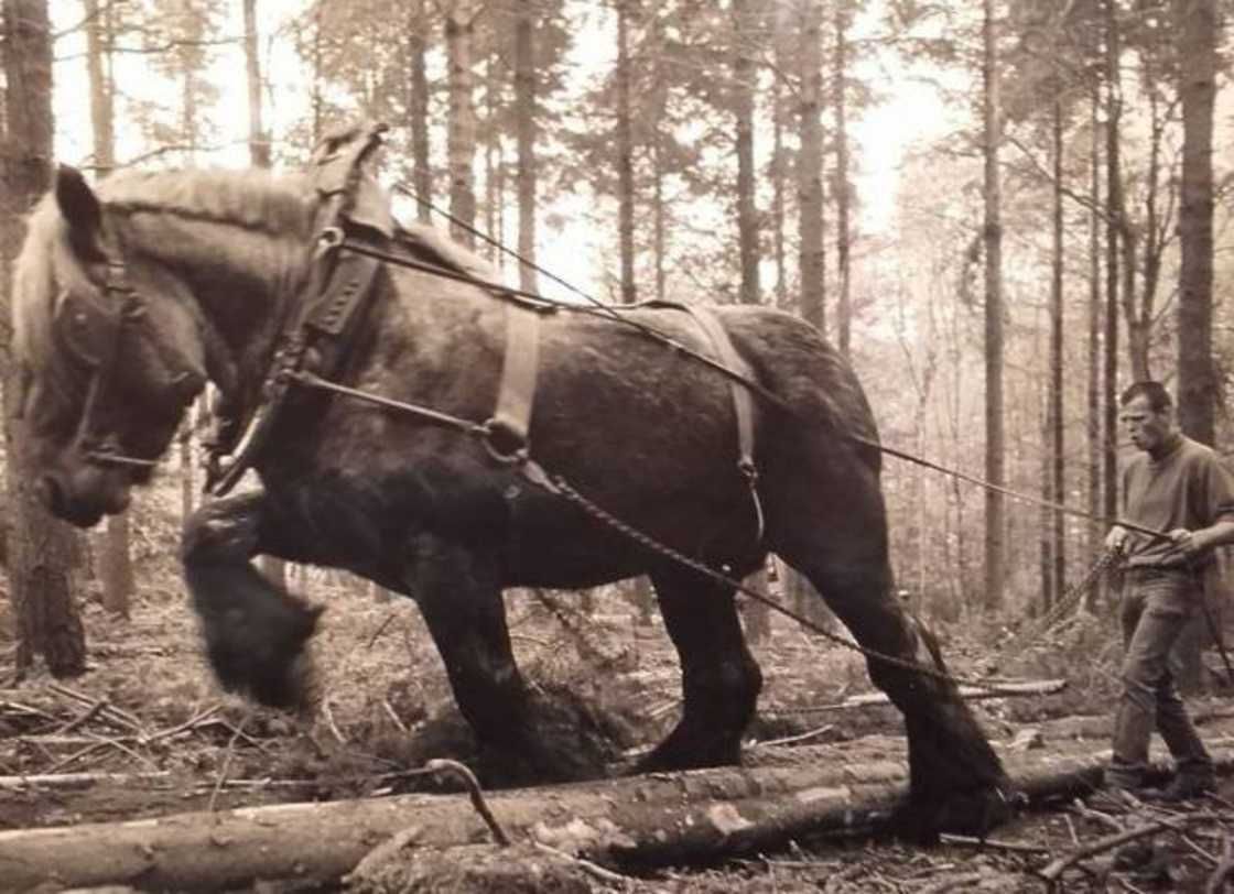 Ardennes Horses